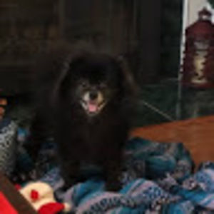 Meet your Posher, Dee